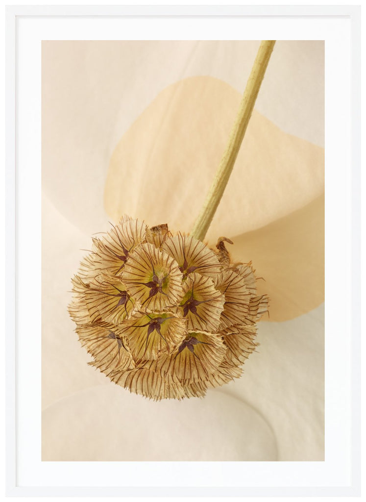 Color photography of leaves with graphic elements in the motif.  White frame. 