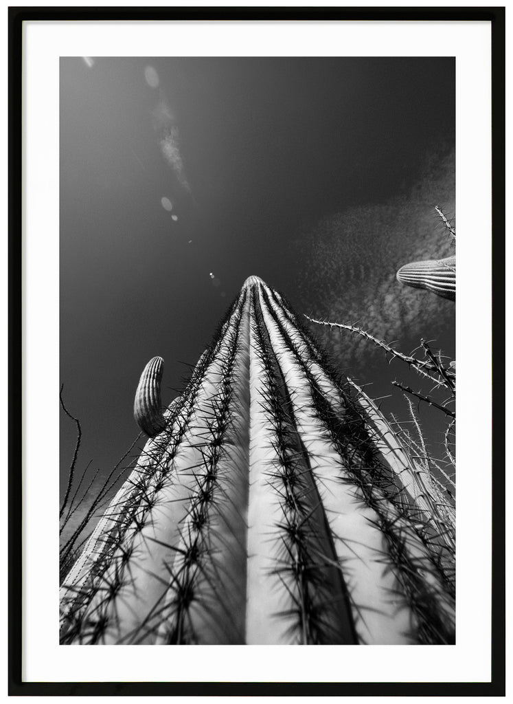 Black and white photograph of the famous Saguaro cactus, skyscraper cactus in Tucson Arizona. Black frame.