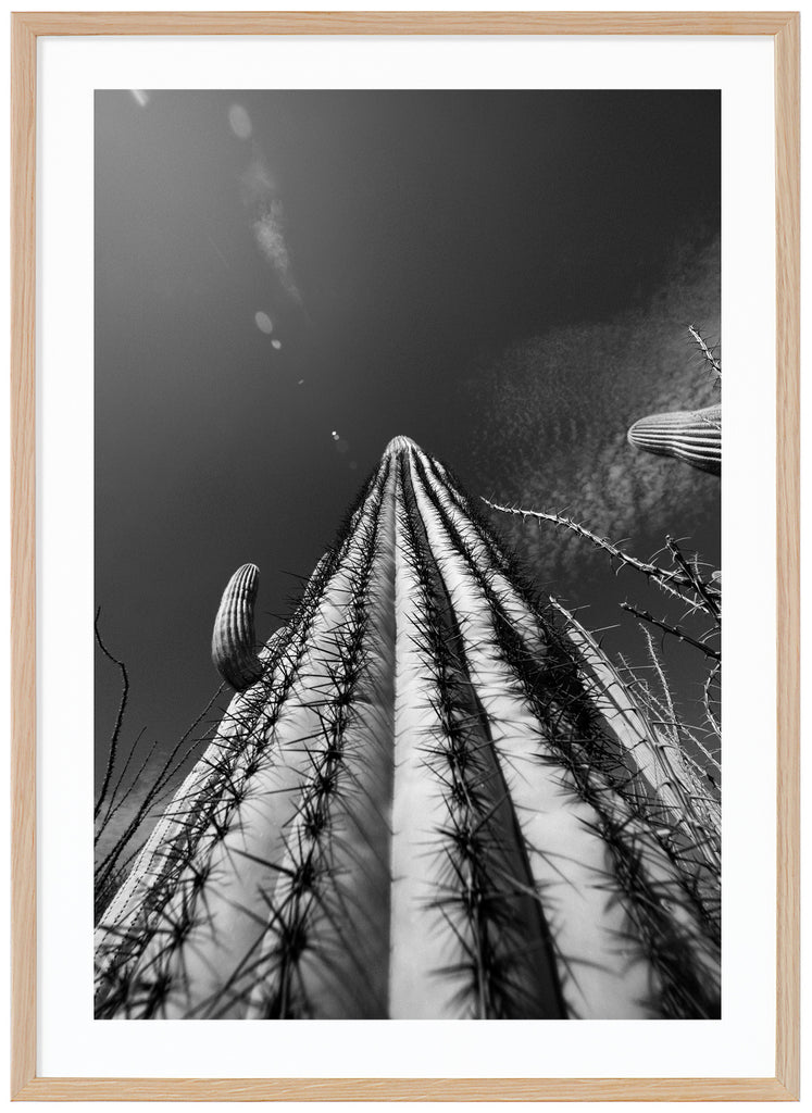 Black and white photograph of the famous Saguaro cactus, skyscraper cactus in Tucson Arizona. Oak frame. 