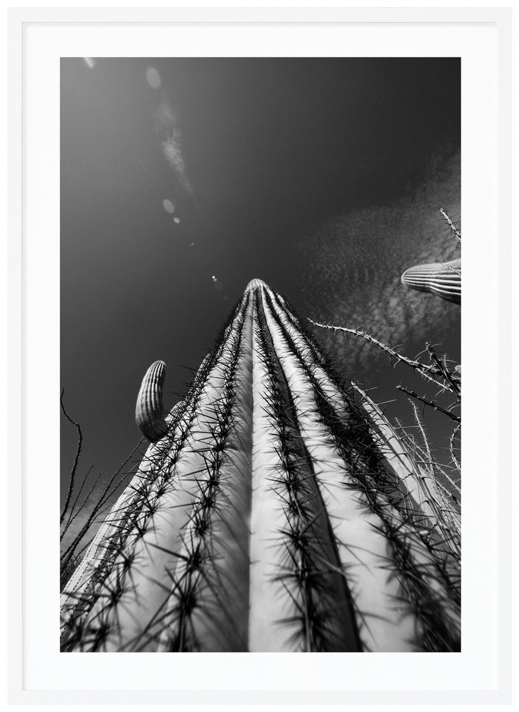 Black and white photograph of the famous Saguaro cactus, skyscraper cactus in Tucson Arizona. White frame.
