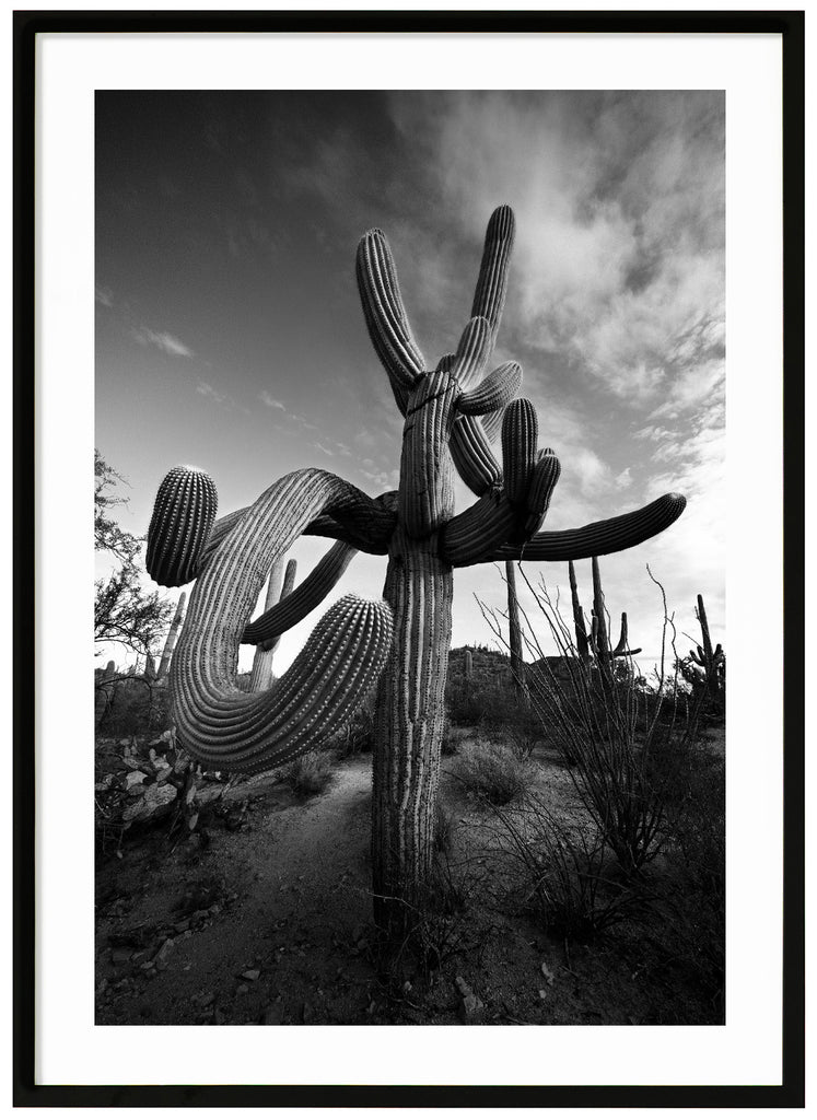 Black and white photograph of the famous Saguaro cactus, Suave Saguaro in Tucson Arizona. Black frame. 