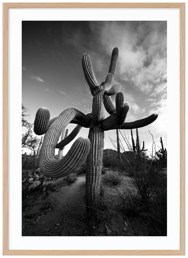 Black and white photograph of the famous Saguaro cactus, Suave Saguaro in Tucson Arizona. Oak frame. 