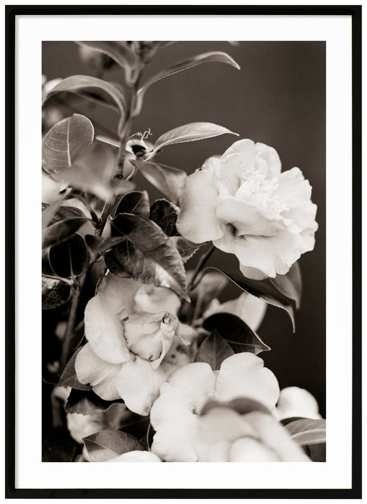 White, beautiful roses in close-up in photographed in black and white. Black frame. 