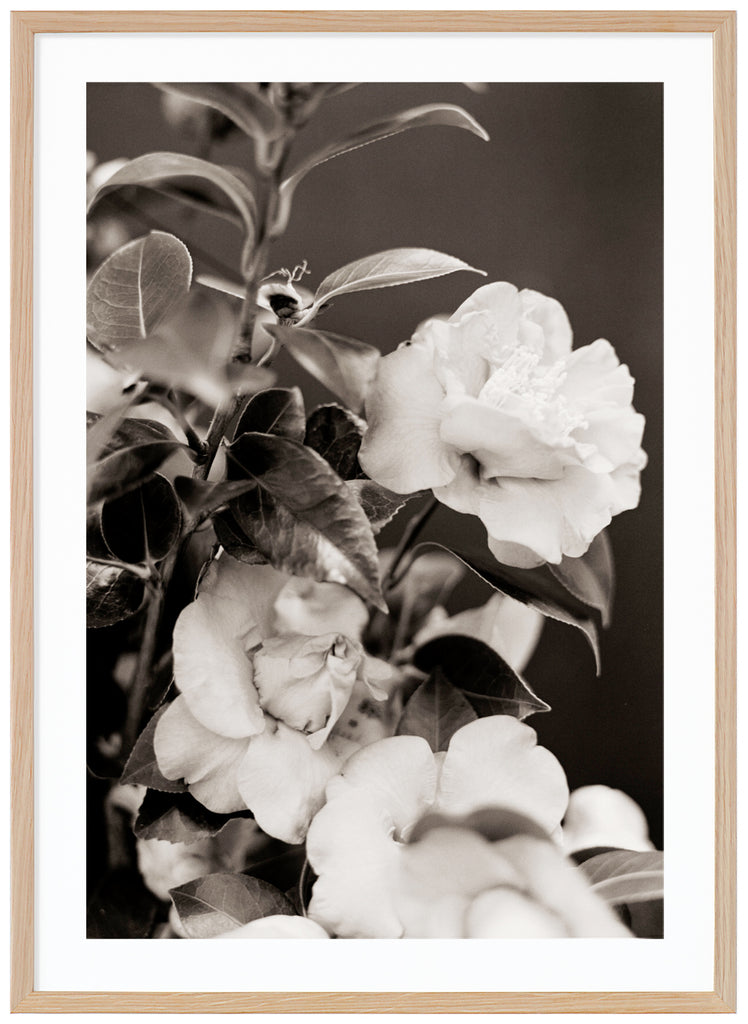 White, beautiful roses in close-up in photographed in black and white. Oak frame. 