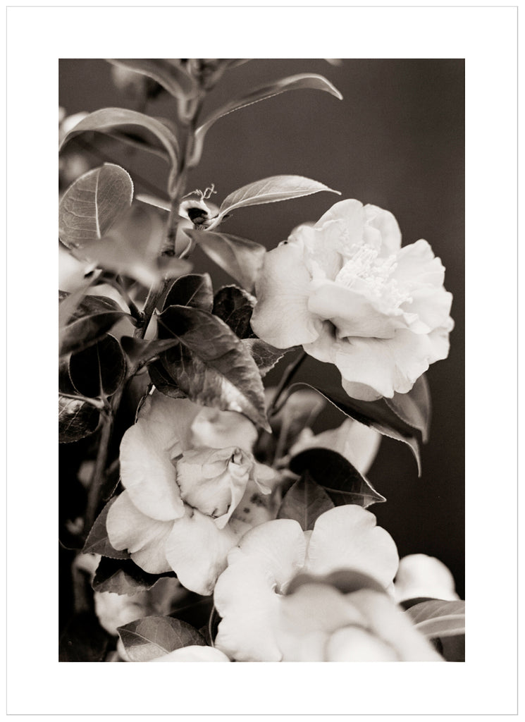White, beautiful roses in close-up in photographed in black and white.