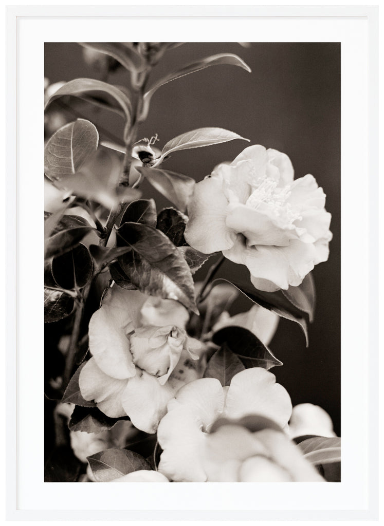 White, beautiful roses in close-up in photographed in black and white. White frame. 