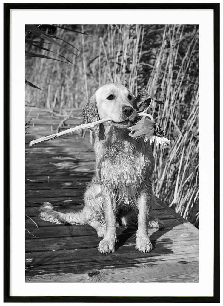 Black and white photograph of a wet labrador, sitting on a jetty with a sunflower in its mouth. Black frame.