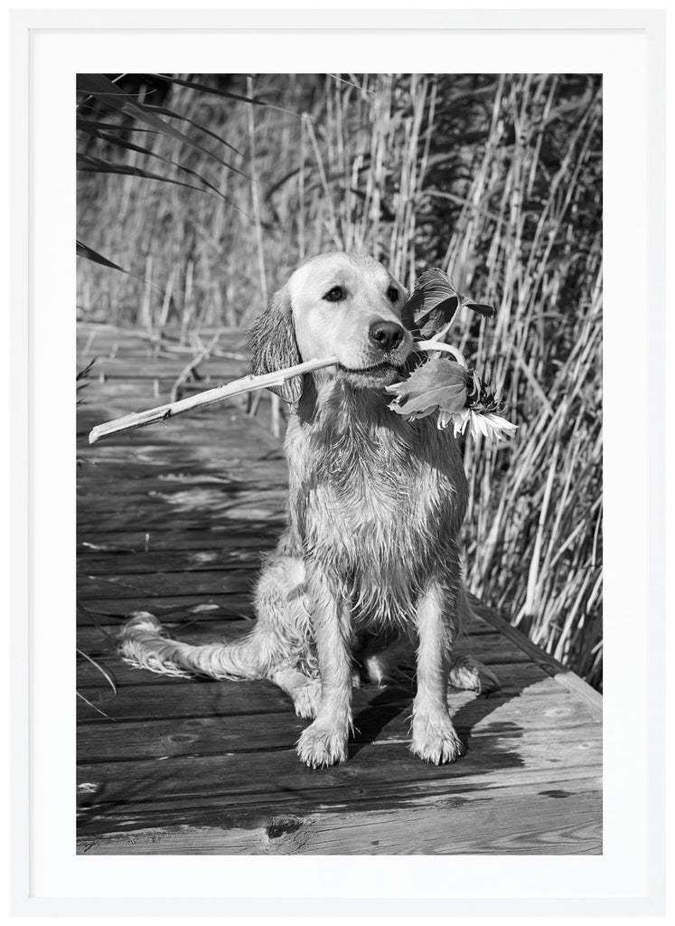 Black and white photograph of a wet labrador, sitting on a jetty with a sunflower in its mouth. White frame. 