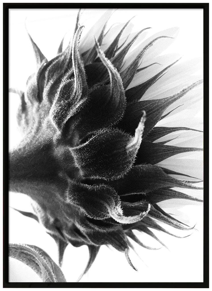 Black and white photograph of the flower shaft and some white pointed leaves. Black frame.