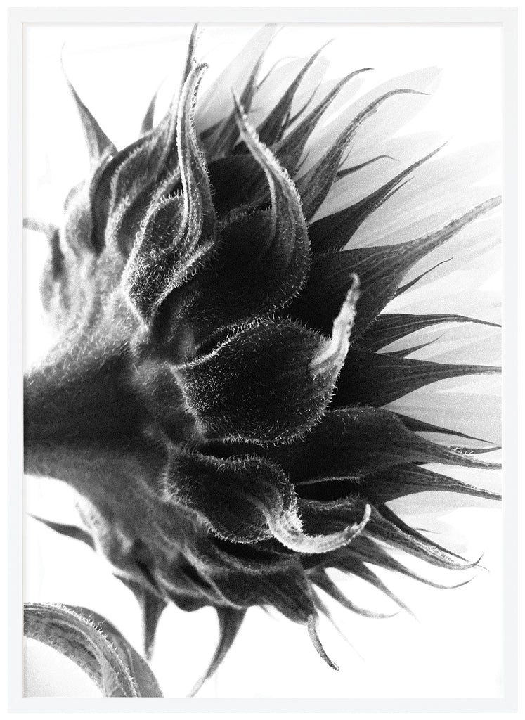 Black and white photograph of the flower shaft and some white pointed leaves. White frame. 