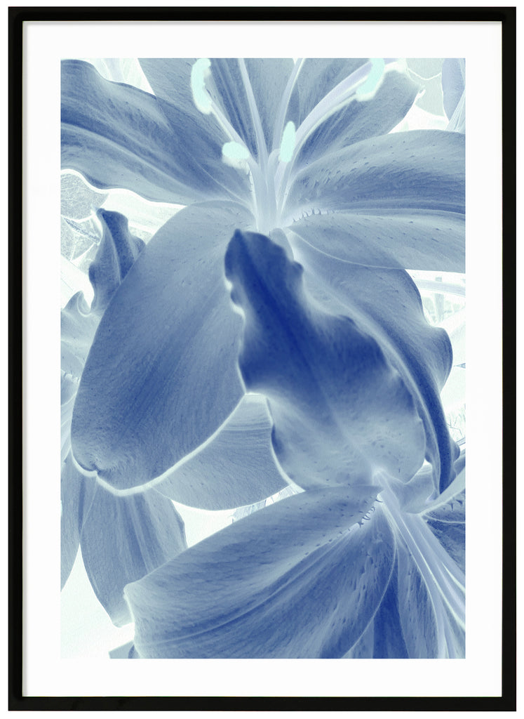 Surreal Lily
