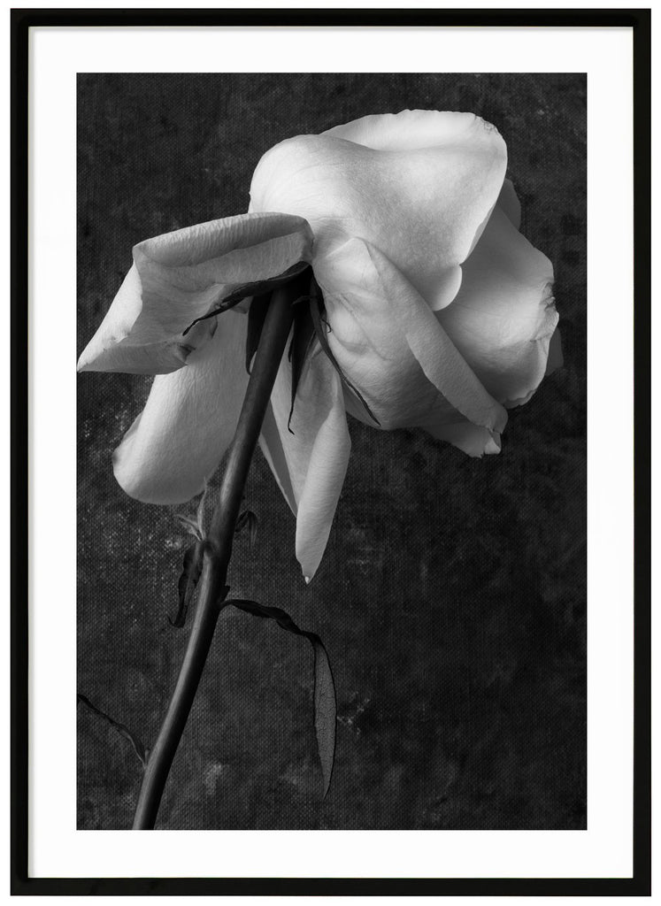 Still life of a white rose photographed in black and white.  Black frame. 