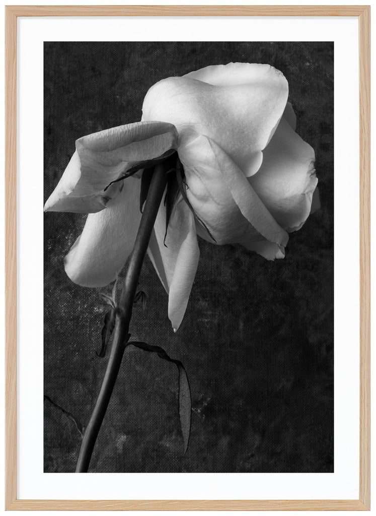 Still life of a white rose photographed in black and white. Oak frame.