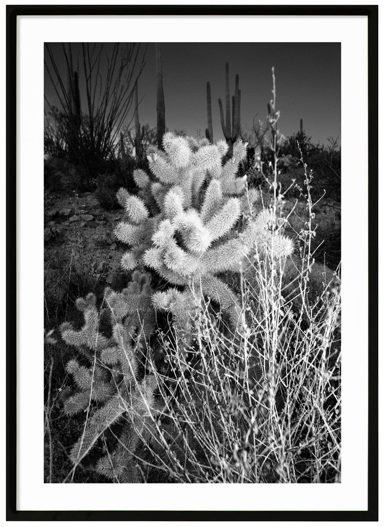 Black and white photograph of the velvet-like plant Teddybear Cholla. In the desert outside of Tucson Arizona.  Black frame. 