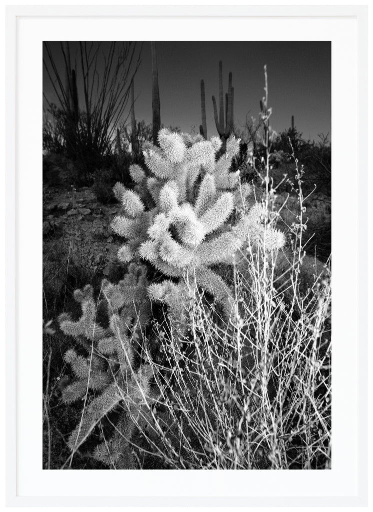 Black and white photograph of the velvet-like plant Teddybear Cholla. In the desert outside of Tucson Arizona. White frame. 