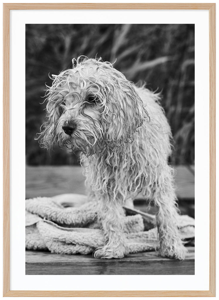 Black and white posters of wet dog on a jetty. Sharp in the background. Oak frame. 