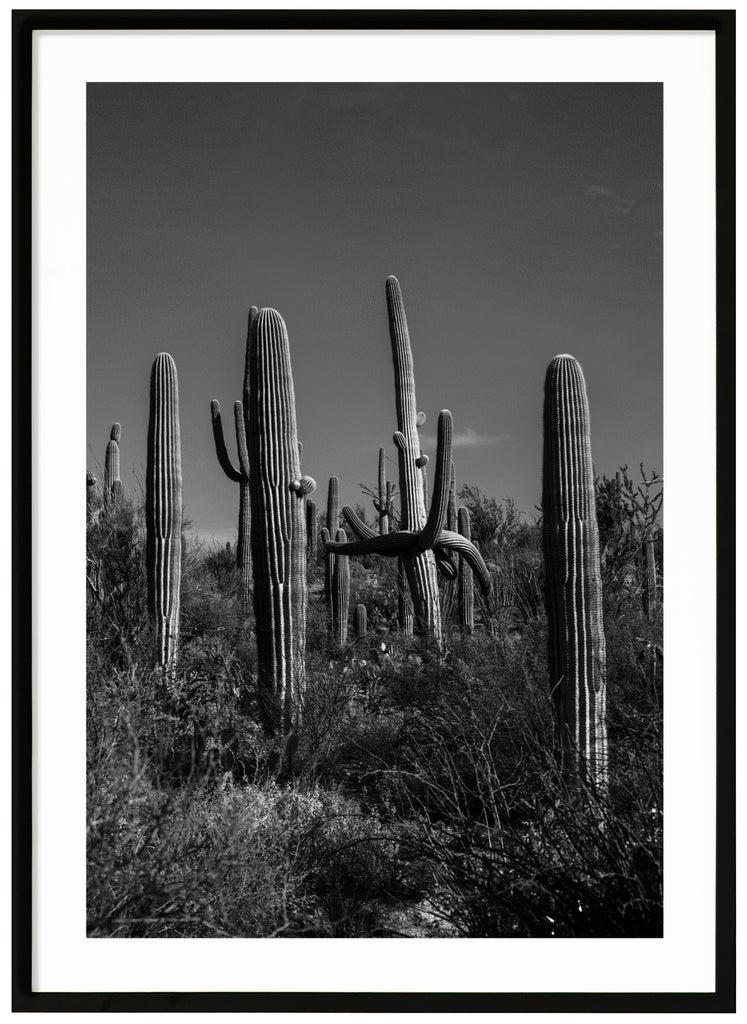 Black and white photograph of the famous Saguaro cactus in Tucson Arizona. The Daltons. Black frame. 