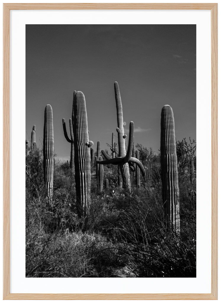 Black and white photograph of the famous Saguaro cactus in Tucson Arizona. The Daltons. Oak frame. 