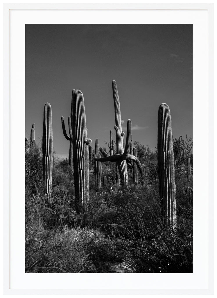 Black and white photograph of the famous Saguaro cactus in Tucson Arizona. The Daltons. White frame. 