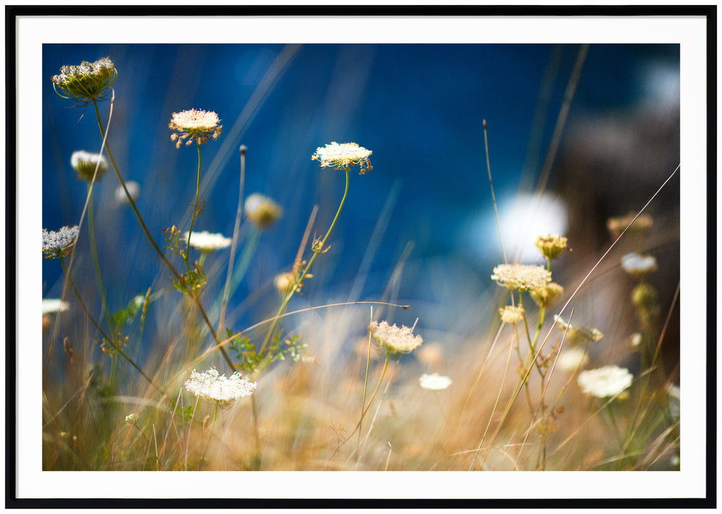 Color photograph of the flower wild carrot on a meadow. Black frame. 