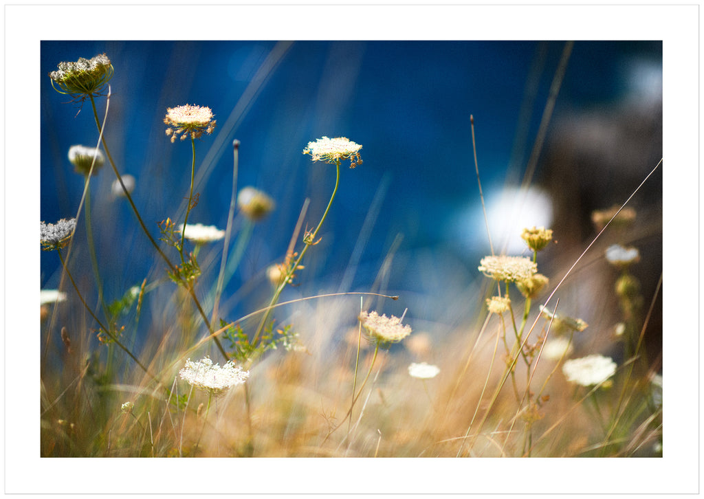 Color photograph of the flower wild carrot on a meadow.