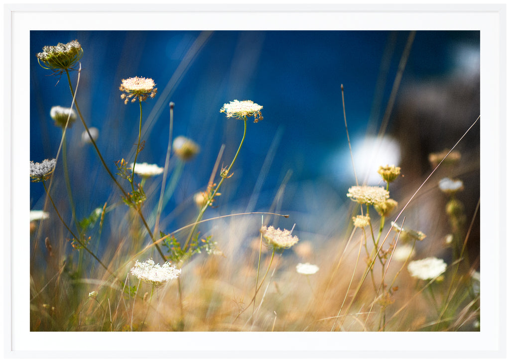 Color photograph of the flower wild carrot on a meadow. White frame. 