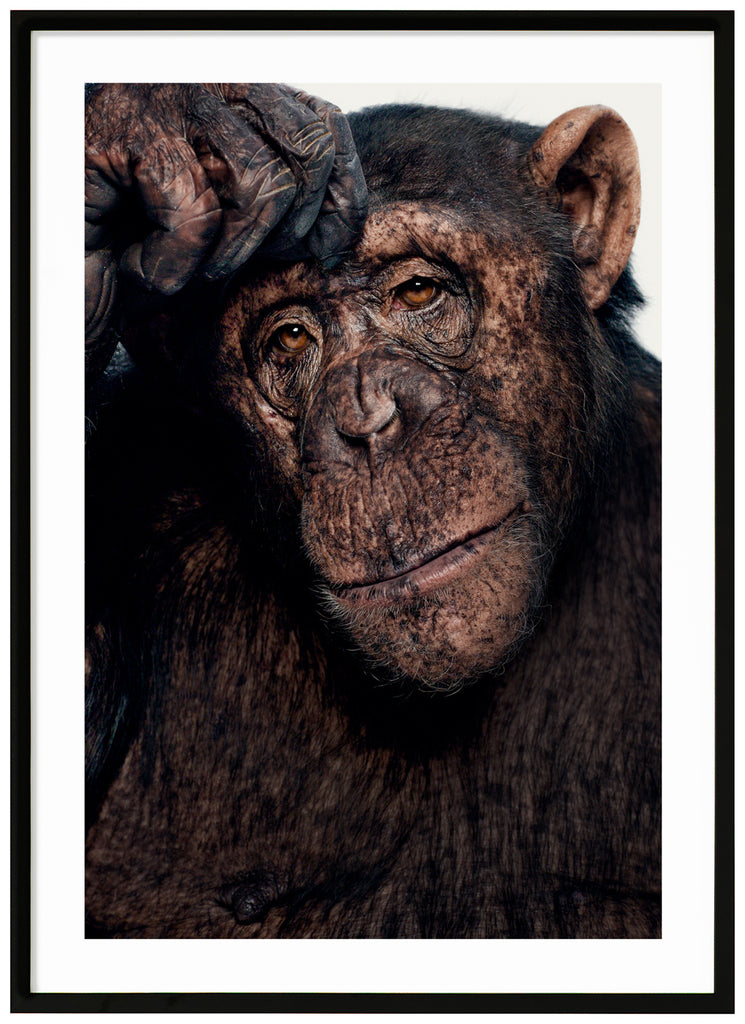 Color photography of incredible Sina who is a chimpanzee, seems like she's a little thoughtful about what's going on.  Black frame. 