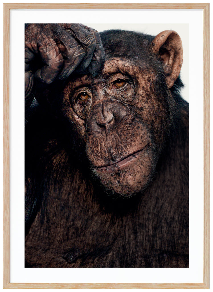 Color photography of incredible Sina who is a chimpanzee, seems like she's a little thoughtful about what's going on. Oak frame. 