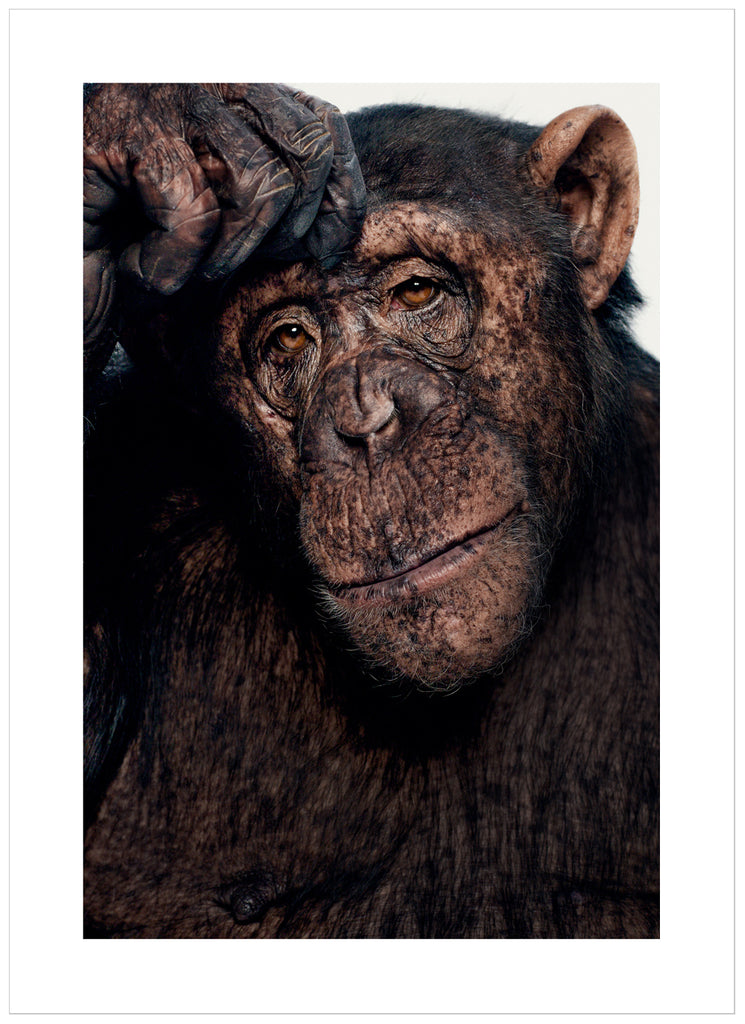 Color photography of incredible Sina who is a chimpanzee, seems like she's a little thoughtful about what's going on. 