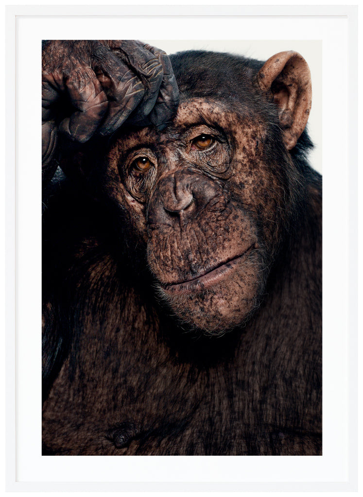 Color photography of incredible Sina who is a chimpanzee, seems like she's a little thoughtful about what's going on.  White frame. 