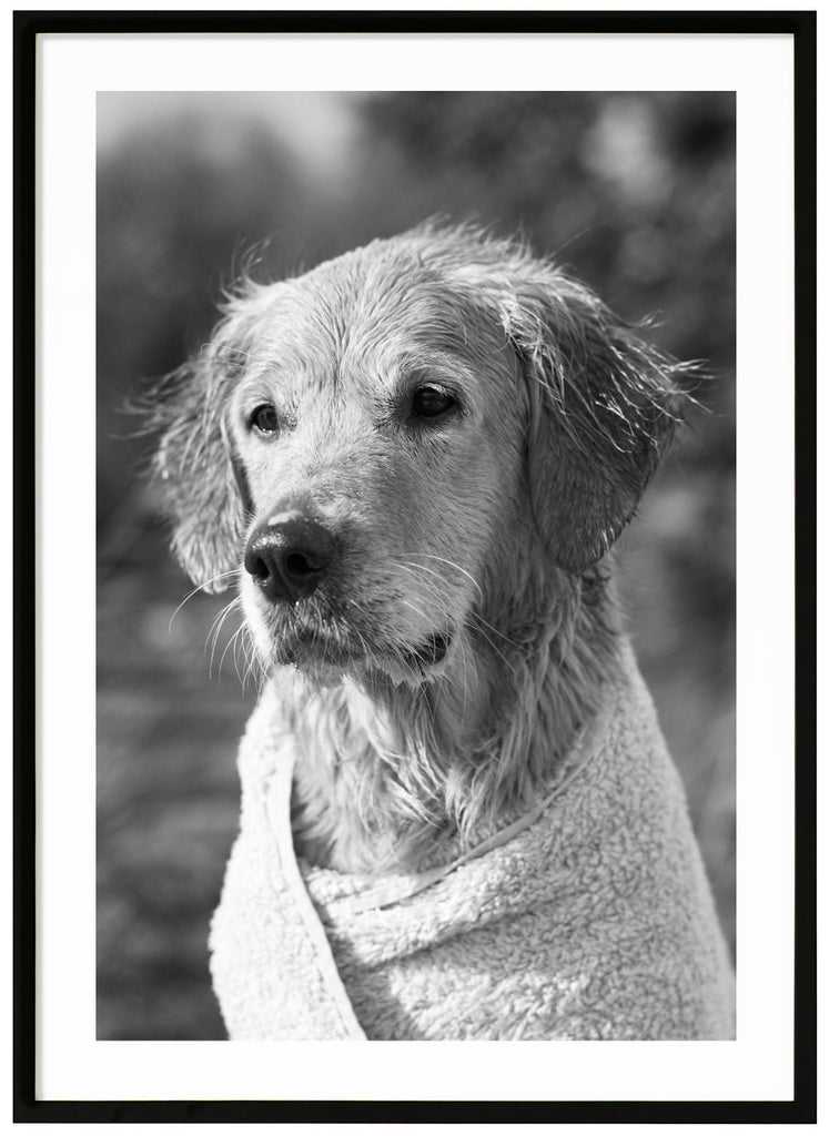 Black and white image of a dog wrapped in a towel. Black frame. 
