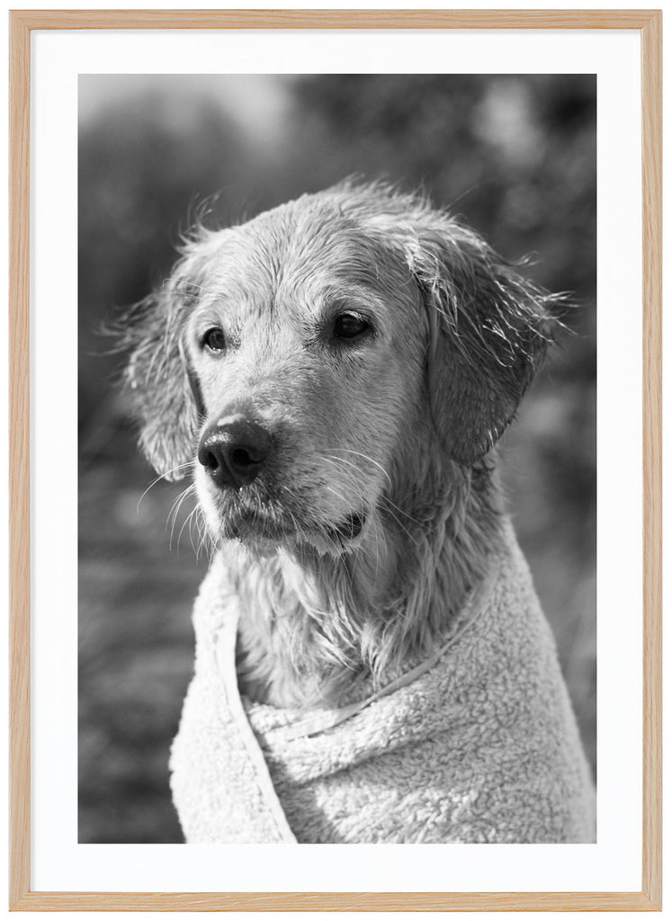 Black and white image of a dog wrapped in a towel. Oak frame. 