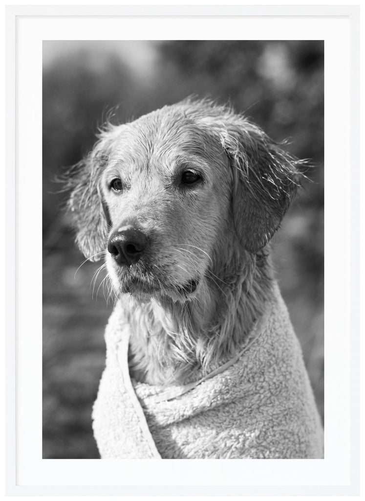 Black and white image of a dog wrapped in a towel. White frame. 