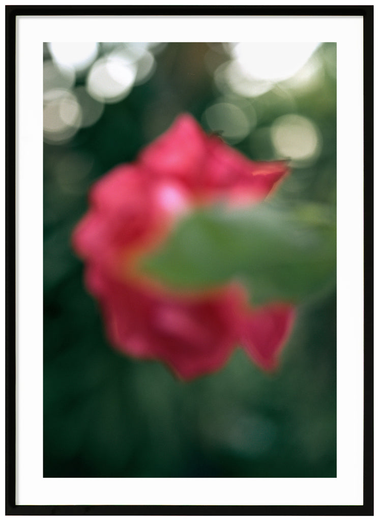 Color photograph of semi-abstract pink flower, with green leaves in the background. Black frame. 
