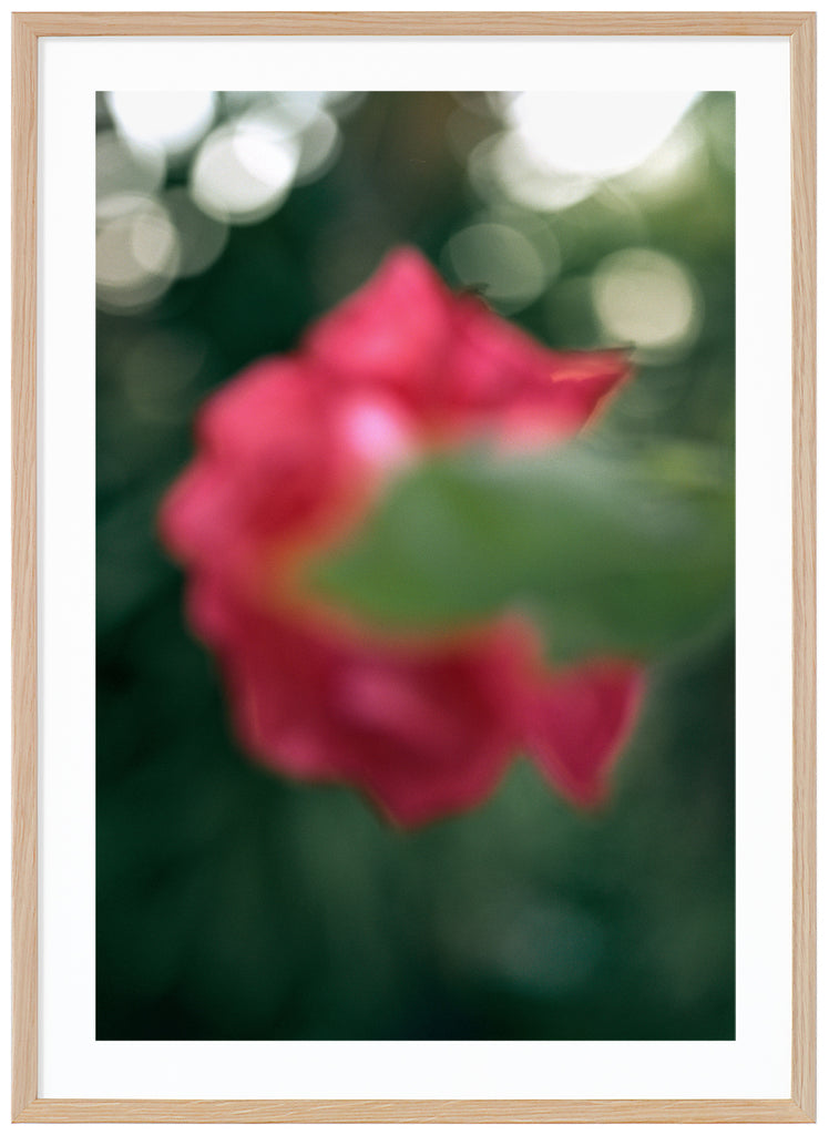 Color photograph of semi-abstract pink flower, with green leaves in the background.  Oak frame. 