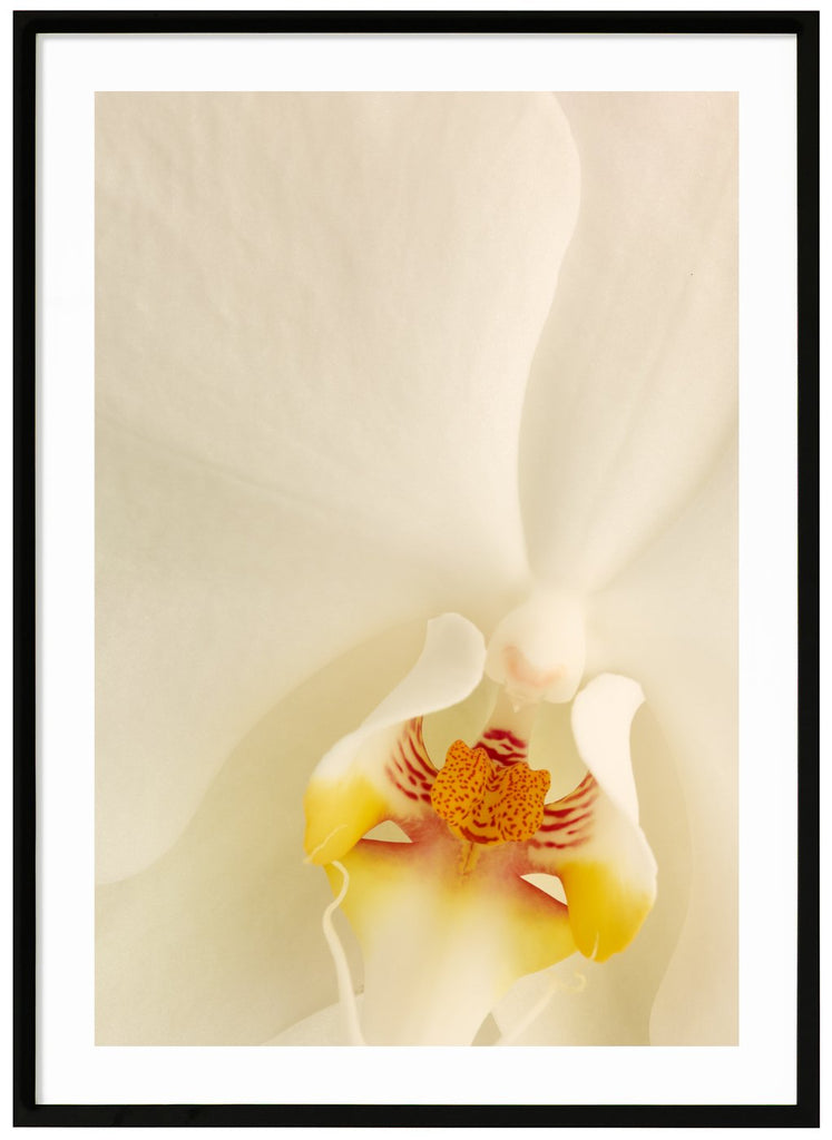 Close up of white orchid. Black frame.
