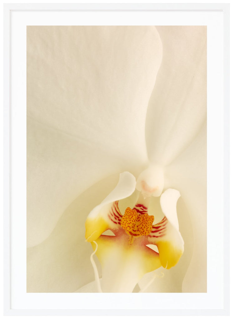 Close up of white orchid. White frame. 