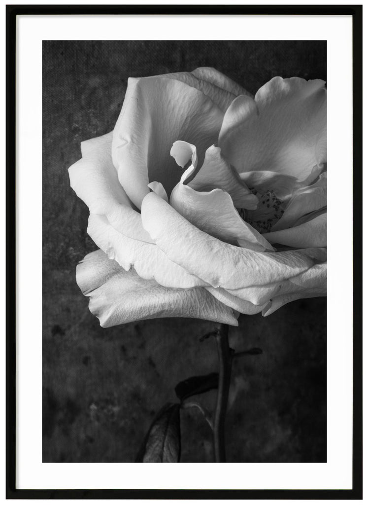 Still life of a white rose photographed in black and white. Black frame. 