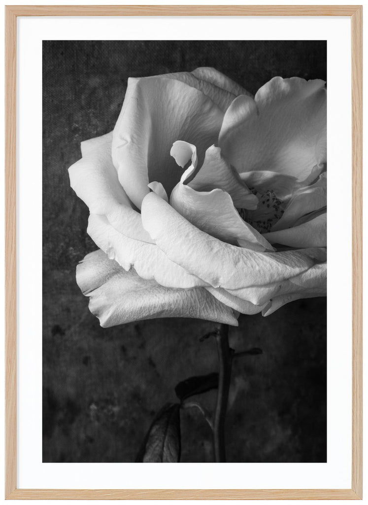 Still life of a white rose photographed in black and white. Oak frame. 