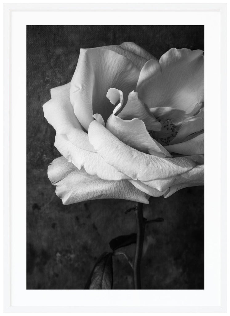 Still life of a white rose photographed in black and white. White frame. 