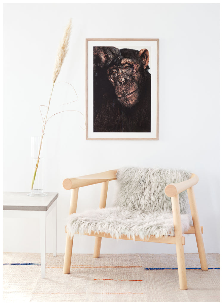 Color photography of incredible Sina who is a chimpanzee, seems like she's a little thoughtful about what's going on.  Oak frame.