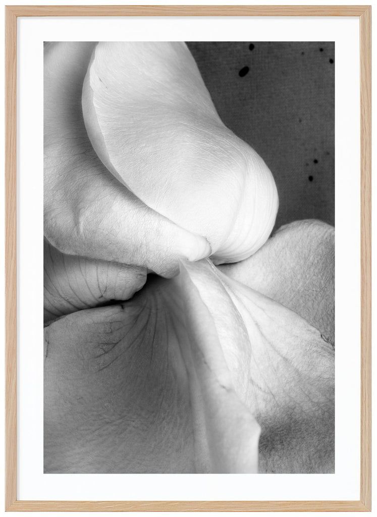 Still life of a white rose photographed in black and white. Oak frame.