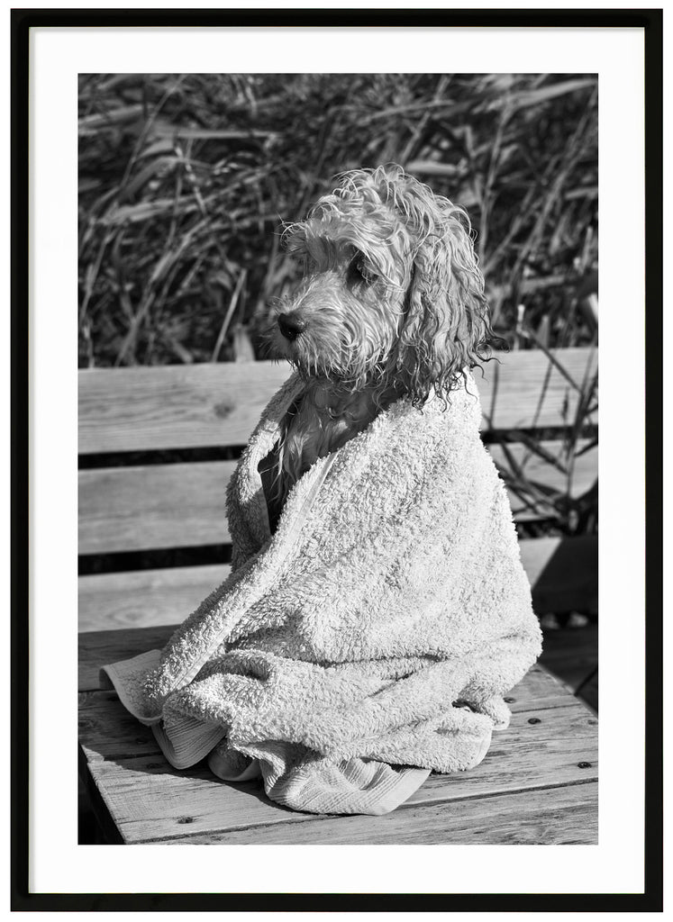 Black and white photograph of a cavapoo wet and wrapped in his towel. Black frame. 