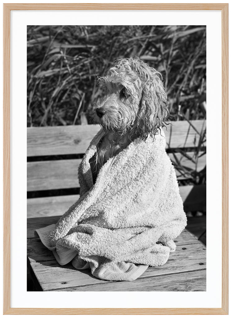 Black and white photograph of a cavapoo wet and wrapped in his towel. Oak frame. 