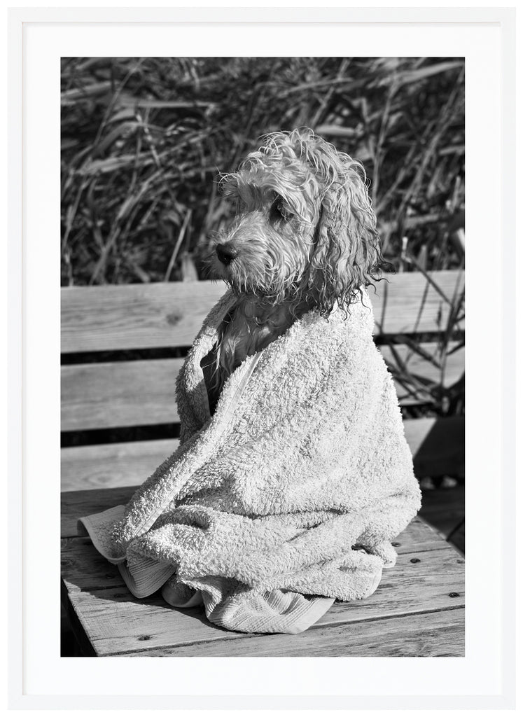 Black and white photograph of a cavapoo wet and wrapped in his towel. White frame.