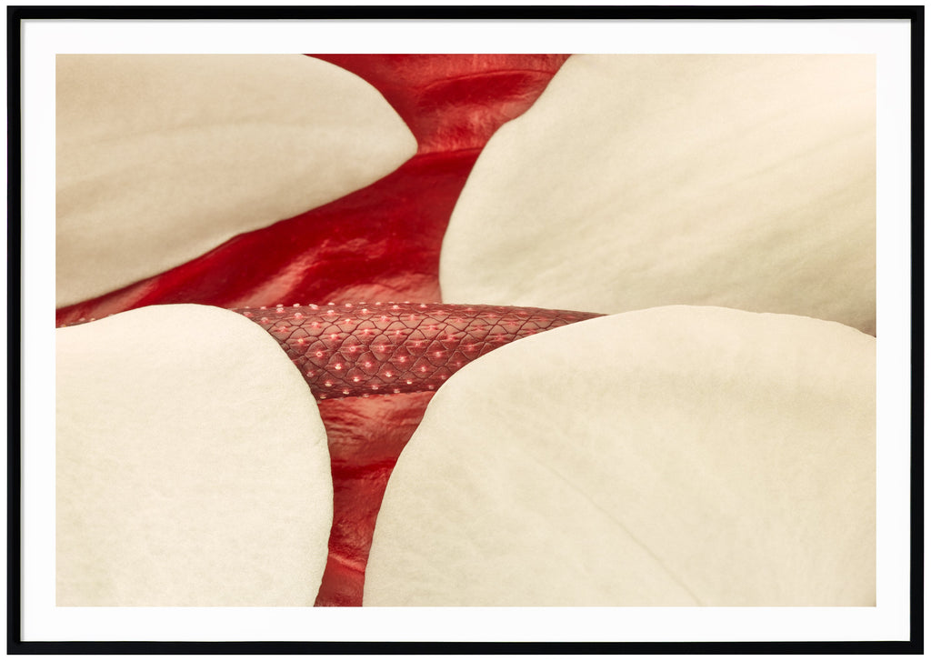White Red