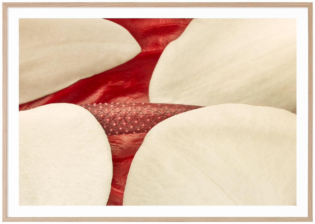 White Red