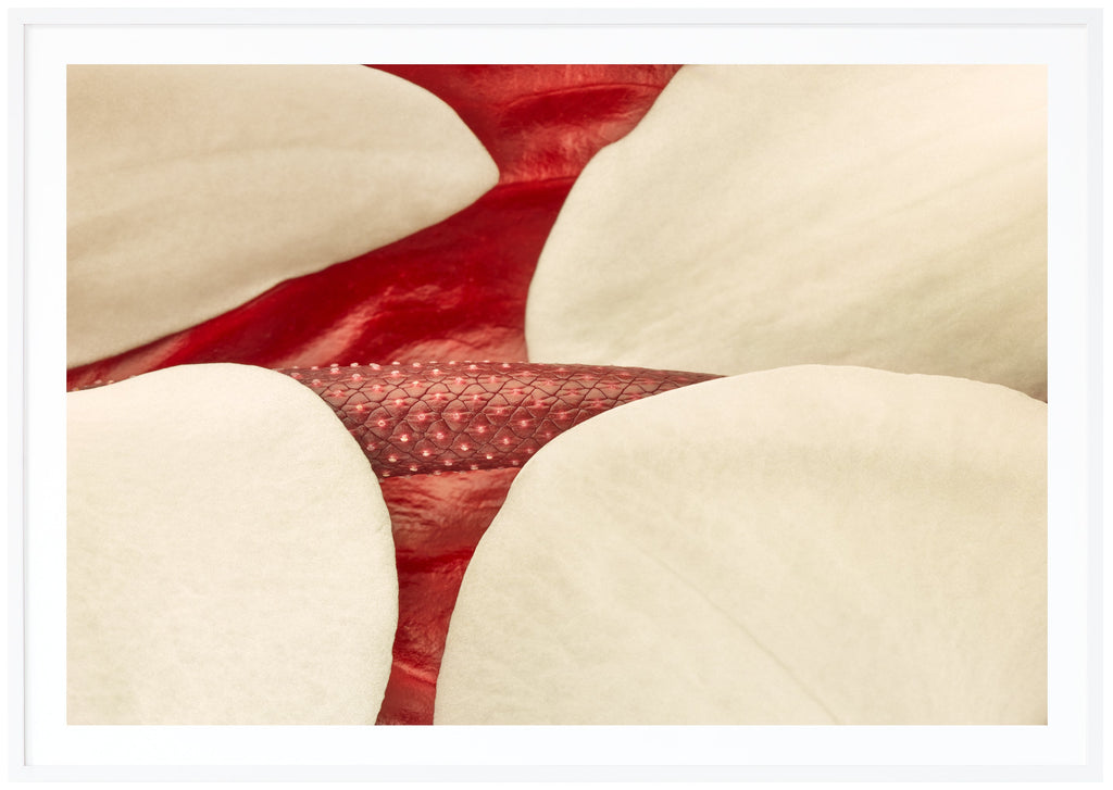 White Red